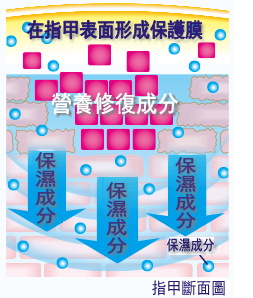 曼秀雷敦- Rich Nail指甲修護營養霜 12g